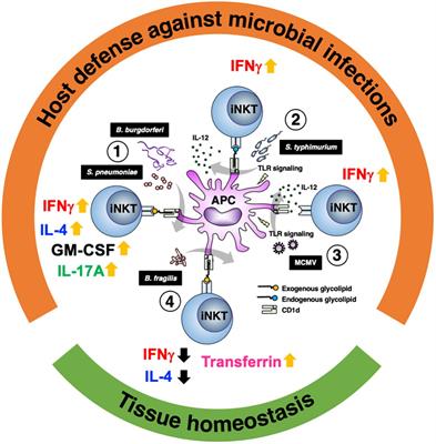 Glycolipid antigen recognition by invariant natural killer T cells and its role in homeostasis and antimicrobial responses